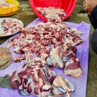 دام گوسفند جوان نر سالم وسرحال بیابونی