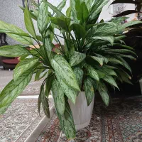 ۳ عدد گل طبیعی|حراج|فردیس, فردیس|دیوار