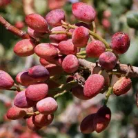 از باغت برداشت ده برابری داشته باش