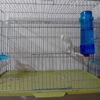 تعدادی قناری