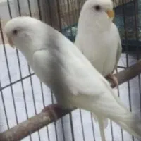 جفت مرغ عشق