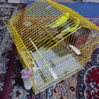 مرغ عشق  با قفس تما امکانات