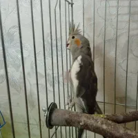 عروس هلندی|پرنده|تهران, جیحون|دیوار