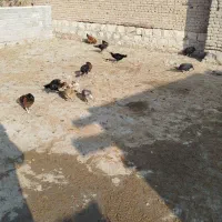 مرغ خروس|حیوانات مزرعه|محمدبار, |دیوار