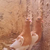 کبوتر یهودی(جوجه)|پرنده|تربت جام, عیدی آباد|دیوار