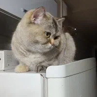 گربه میکس ماده