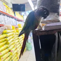 طوطی گرینچیک