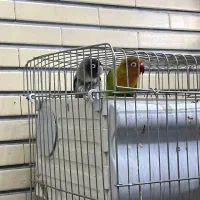 طوطی برزیلی