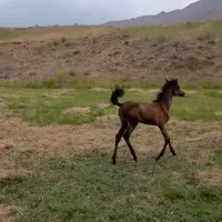 کره اسب عرب ، اسب عرب