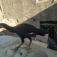 خروس لاری و۲تا جوجه مرغ محلی