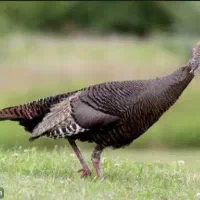 بوقلمون ماده