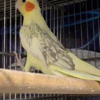 طوطی عروس دوکت مولد|پرنده|بابل, |دیوار