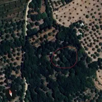 باغ گردو ۳۰ ساله