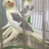 طوطی عروس جوان