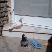 هفترنگ نقره ای وکله هما    طوقی وپلنگ