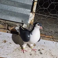 ساده سیاه‌ کاکلی|پرنده|گنبد کاووس, |دیوار