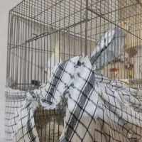 عروس هلندی جفت|پرنده|کرج, شهرک سهرابیه|دیوار