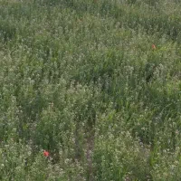 حراجی وسایل و ۱۰هکتار زمین کشاورزی دیم