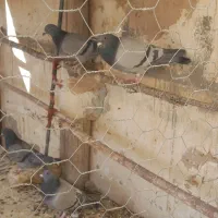 پلاکی  و پرشی|پرنده|مبارکه, |دیوار