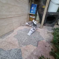 جفت شازده سرور|پرنده|اردکان, |دیوار