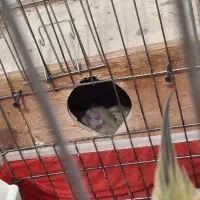 عروس هلندی|پرنده|کتالم و سادات شهر, |دیوار