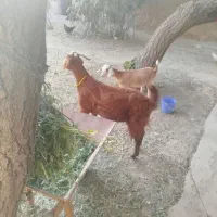 بز و بزغاله