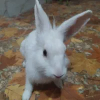 حیوانات خانگی