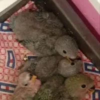 جوجه کوتوله برزیلی دونه ای یک میلیون