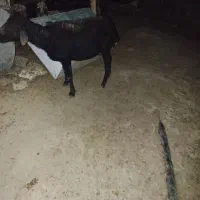 یک عدد میش جوون