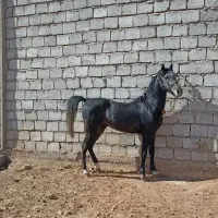 اسب سواری دار  از نژاد کرد قیمت مناسب