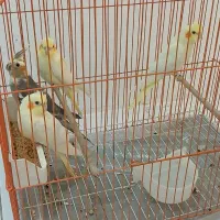 ۴ عدد عروس هلندی لوتینو طوطی به همراه قفس|پرنده|تهران, کوی بیمه|دیوار