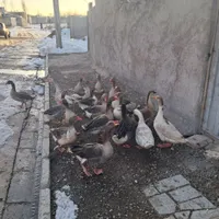 غاز طبیعی گوشتی|حیوانات مزرعه|اردبیل, |دیوار