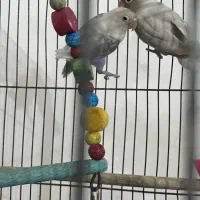 جفت طوطی بزریلی