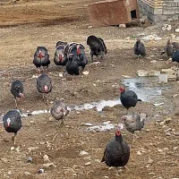 بوقلمون چاق|حیوانات مزرعه|ماهیدشت, |دیوار