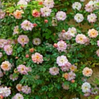 سمپاشی وهرس درختها وگولهاوسمپاشی خانهایمسکونیوت|خدمات باغبانی و درختکاری|سبزوار, توحیدشهر|دیوار