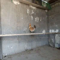 مرغ و خروس|حیوانات مزرعه|بندر کنگان, |دیوار