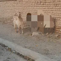 بز بز|حیوانات مزرعه|مشهد, شهید شهریاری|دیوار