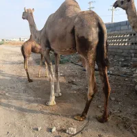 شتر زاییده واس پاکستانی اصل ومحلی