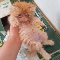 ۳ عدد گربه پرشین ۲ ماهه