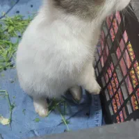 بچه خرگوش|موش و خرگوش|ساری, |دیوار