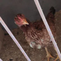 مرغ و خروس لاری|حیوانات مزرعه|تهران, شهرک طالقانی|دیوار