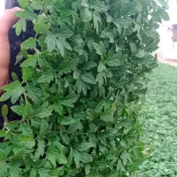 نشا گوجه محلی و بادمجان قلمی بذر پاکتی