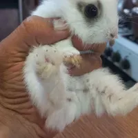 بچه خرگوش کوچولو جذاب