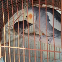 عروس هلندی نر و ماده(جفت نیستن)|پرنده|الشتر, |دیوار