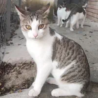 واگذاری گربه|گربه|سنگر, |دیوار