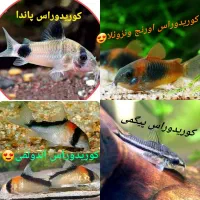 انواع ماهیای خاص زینتی