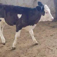 گوساله ی ۳ ماهه مونت بیلیارد مشکی