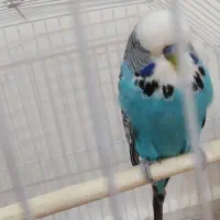 مرغ عشق انگلیسی گرید A