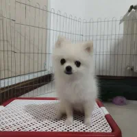 توله پامر خرسی اصیل واکسینه سه ماهه