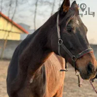 فروش اسب مادیان نژاد تروبرد|اسب و تجهیزات اسب‌سواری|تهران, شهرک غرب|دیوار